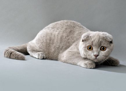 Scottish Fold (Scottish Fold) cu descriere foto a rasei, natura, recenzii