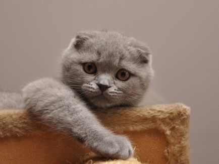 Scottish Fold (Scottish Fold) cu descriere foto a rasei, natura, recenzii