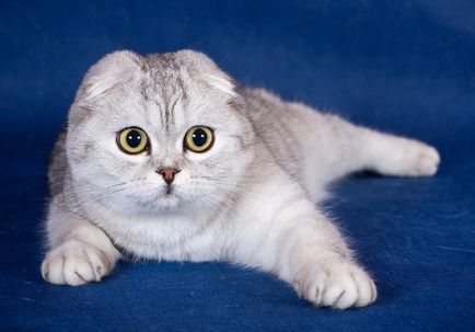 Scottish Fold (Scottish Fold) cu descriere foto a rasei, natura, recenzii