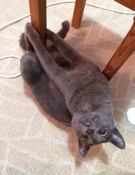Pisici amuzante care fac lucruri ciudate (34 fotografii)