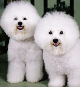 Dog bichon frize îngrijire corectă pentru câini de rasă bichon frize și căței, http