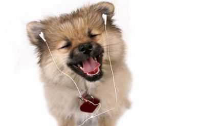 Câini și muzică - de ce un câine de bărbat