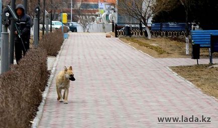 Собаки на звалищі