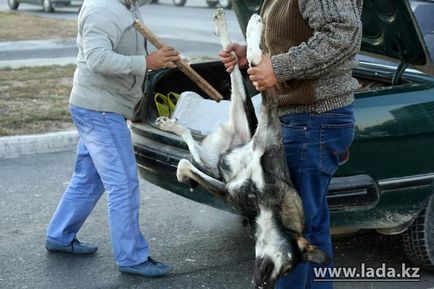 Собаки на звалищі