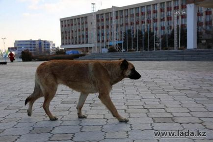 Собаки на звалищі