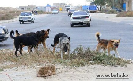 Câini în dump