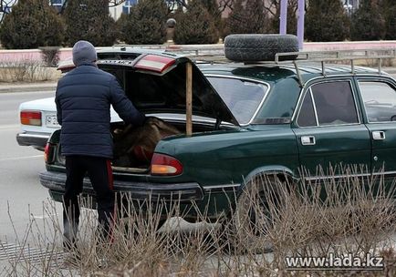 Câini în dump