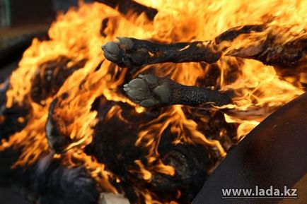 Собаки на звалищі