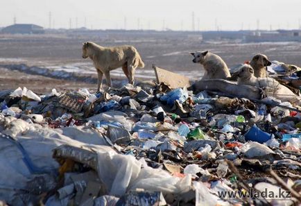 Câini în dump