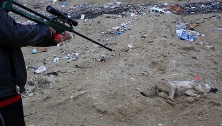 Câini în dump