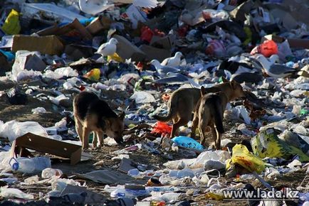 Câini în dump