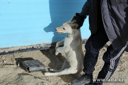 Собаки на звалищі