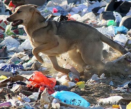 Câini în dump