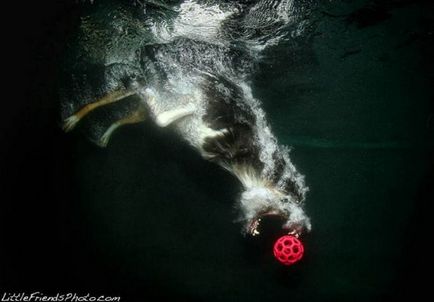 Câini sub apă din casteel - revista de familie criazone - portal de internet online pentru femei și