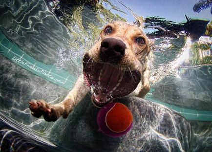 Kutyák víz alatt Seth Casteel - családi cryazone magazin - Online internetes portál a nők és