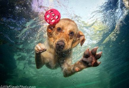 Собаки під водою від seth casteel - сімейний журнал cryazone - онлайн інтернет портал для жінок і
