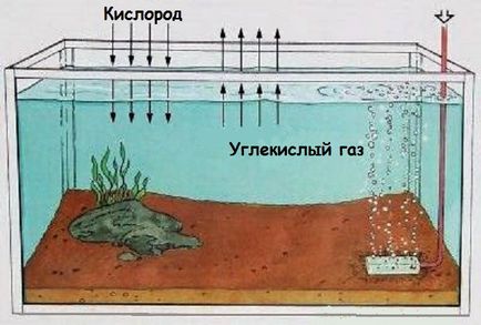 Вміст кисню, розчиненого у воді