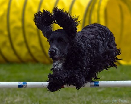 Conținutul cocker spaniel la domiciliu