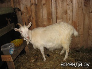 Зміст кіз в зимовий період