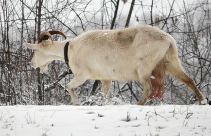 Conținutul de capră în timpul iernii - agroxxi