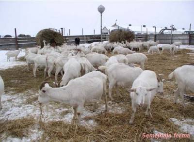 Зміст кіз взимку - кози - тваринництво - бібліотека - сімейна ферма