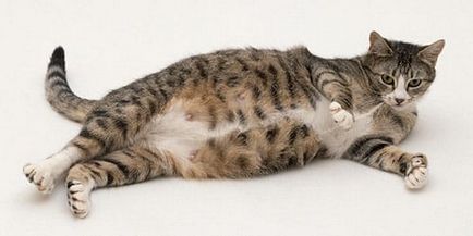 Сонник вагітна кішка до чого сниться вагітна кішка уві сні