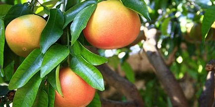 Visul grapefruit visează despre un grapefruit într-un vis