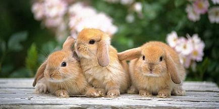 Sonii iepuri visează un iepure într-un vis