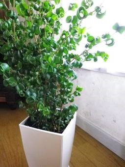 Tippek gondozása Ficus benjamina