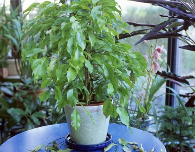 Tippek gondozása Ficus benjamina