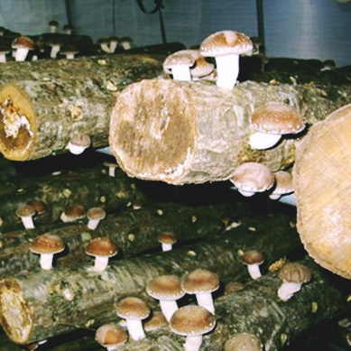Способи вирощування грибів
