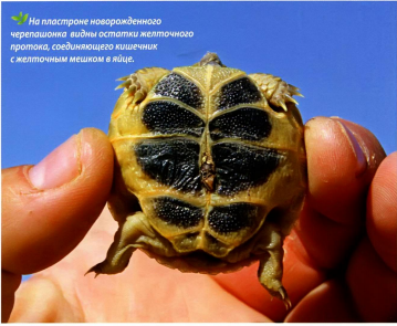 Broasca țestoasă din Asia Centrală (flora și fauna noastră) - lumea țestoaselor