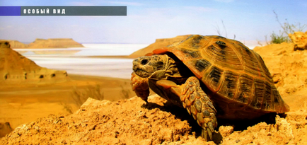 Közép-ázsiai teknős (a flóra és fauna) - teknősök világ