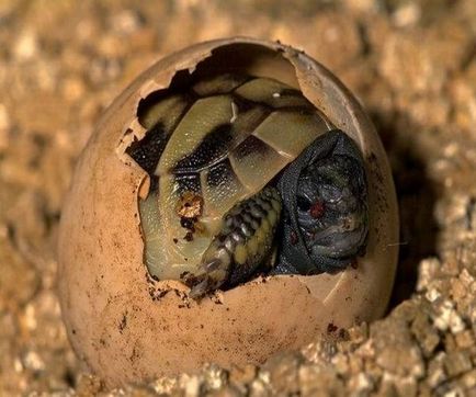 Közép-ázsiai teknős - egy leírást, fotók, hány él, otthon