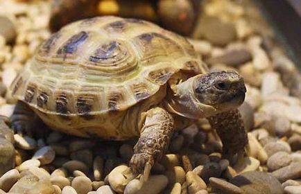 Середньоазіатська черепаха - опис, фото, скільки живуть, де мешкають