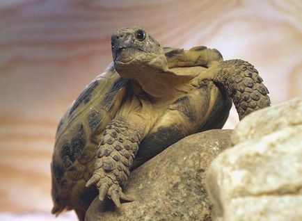 Közép-ázsiai teknős - egy leírást, fotók, hány él, otthon