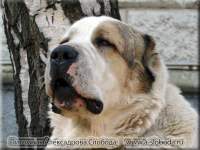 Câine ciobănesc din Asia Centrală