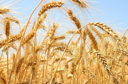 Стати головним продавцем пшениці росії заважає складна експортне мито