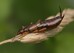 Nematodul de tulpină este un inamic periculos al cepei și usturoiului