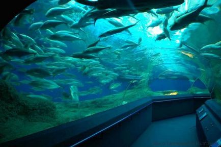 Merită să vizitați oceanarium-ul din Pattaya