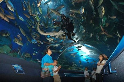 Merită să vizitați oceanarium-ul din Pattaya