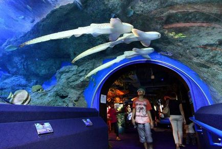 Merită să vizitați oceanarium-ul din Pattaya