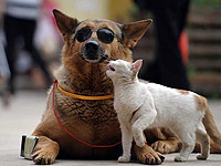 Cuplu ciudat pe stradă - un câine și o pisică împreună - este interesant
