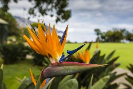 Strelitzia îngrijire regală la domiciliu, creștere, fotografie