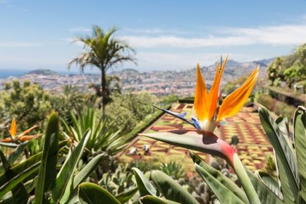 Strelitzia îngrijire regală la domiciliu, creștere, fotografie