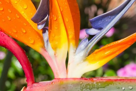 Strelitzia îngrijire regală la domiciliu, creștere, fotografie