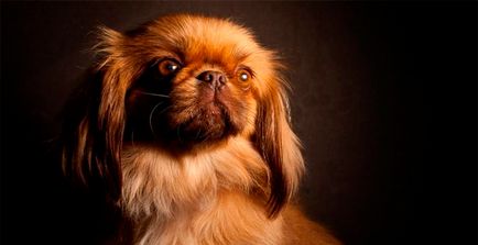 Coafura Pekingese ieftină