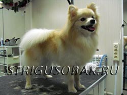 Порода Dog Grooming Dog