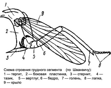 Structura și fiziologia insectelor (insecta) insecte, mișcarea aripilor toracele loviturile unei aripi