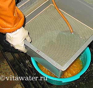 Cale uscata rusa de Vrazh pentru fertilizarea caviarului